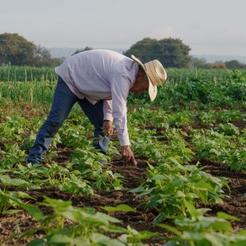 Cierre de temporada y despidos: errores que las empresas agrícolas deben evitar